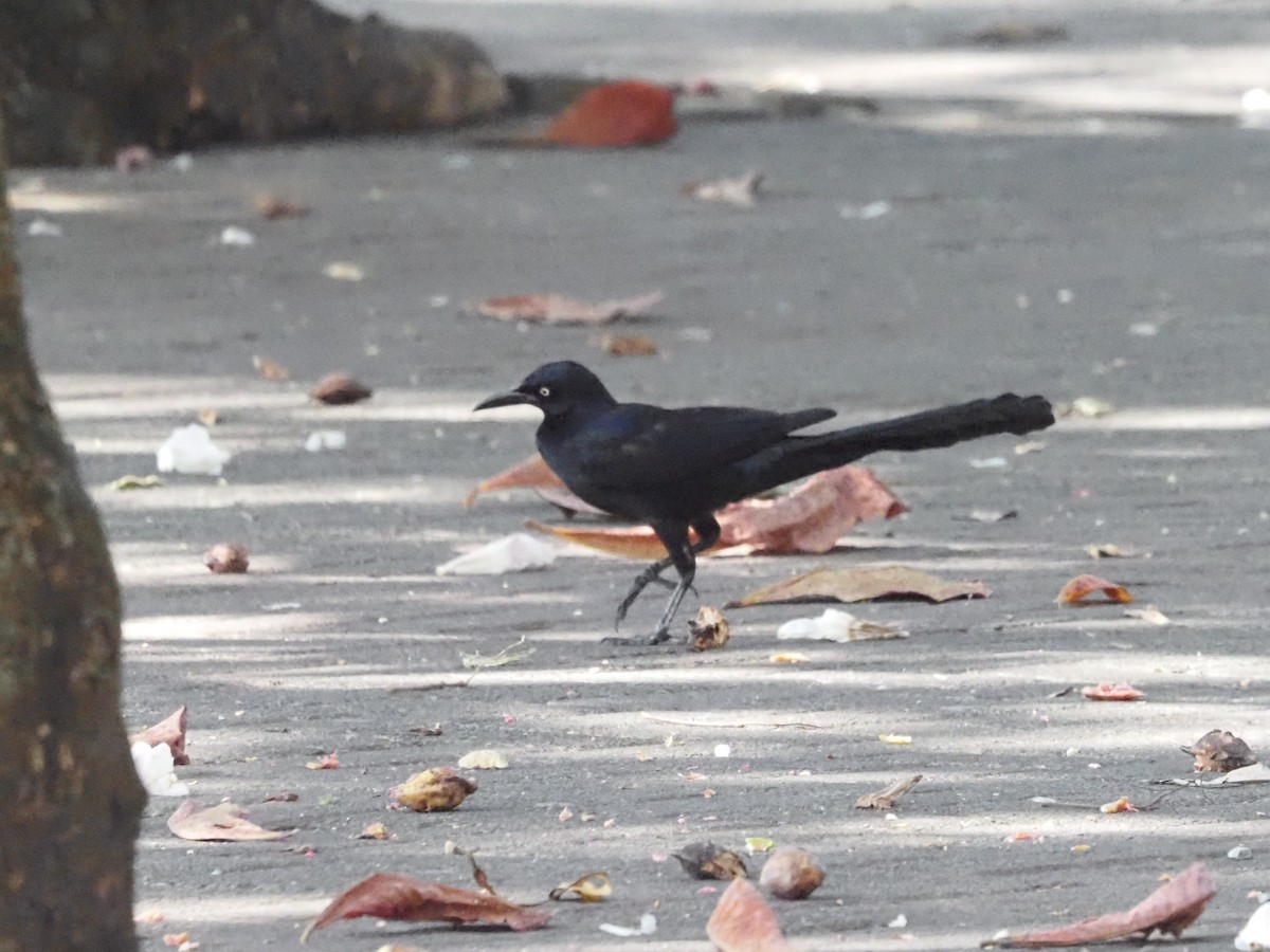 Great-tailed Grackle - ML620414241