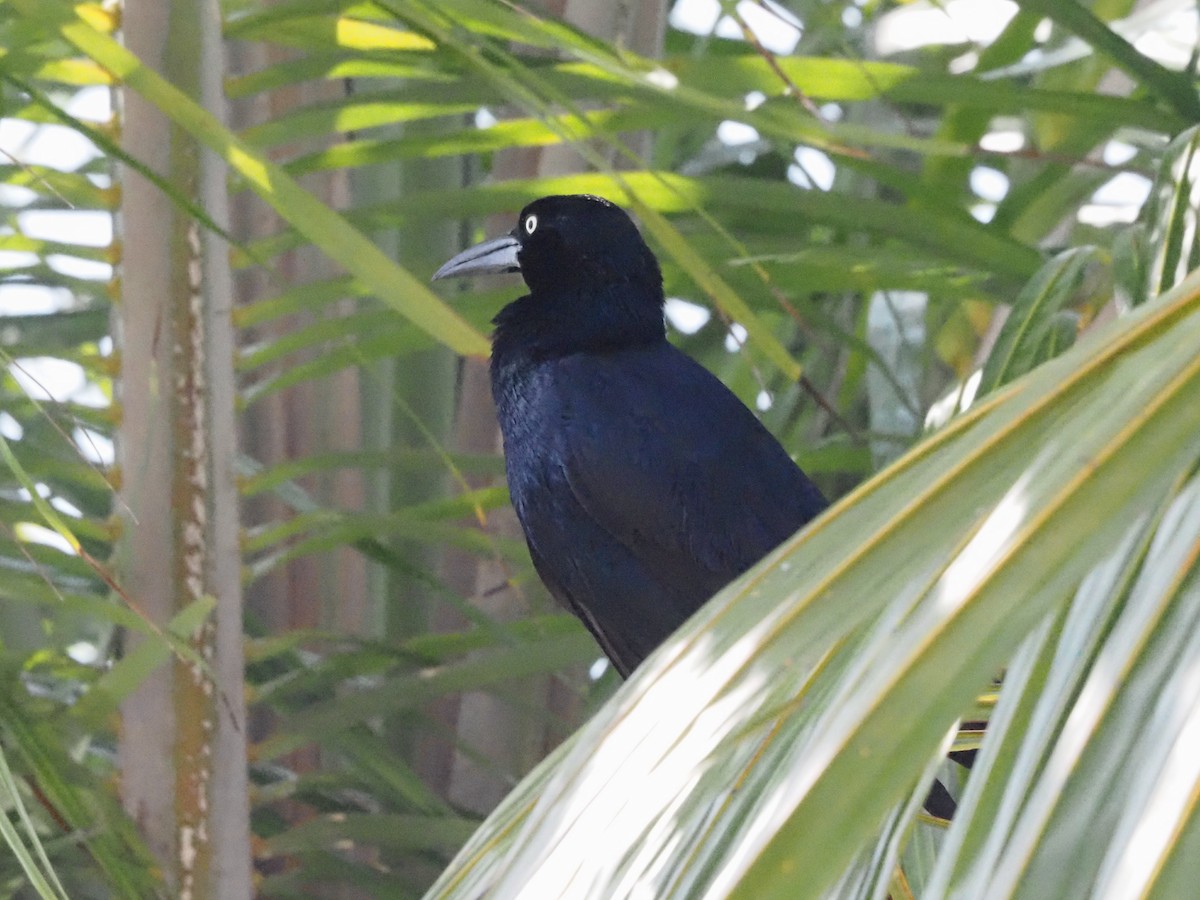 Great-tailed Grackle - ML620414243