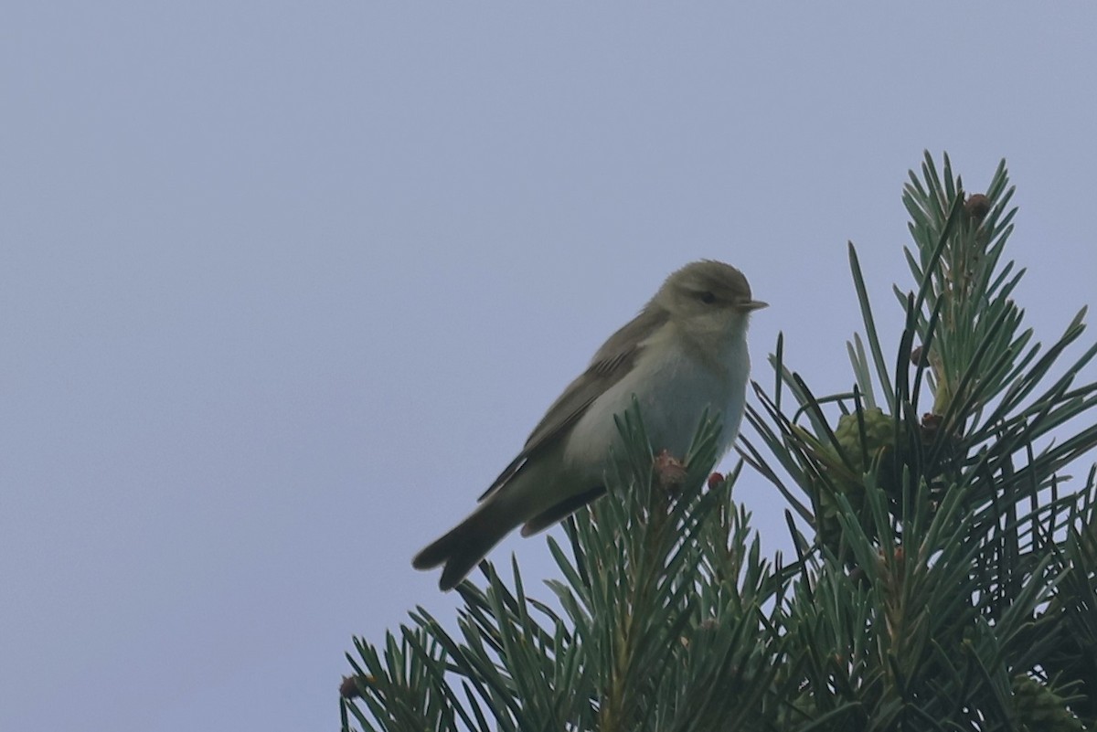 Willow Warbler - ML620414256