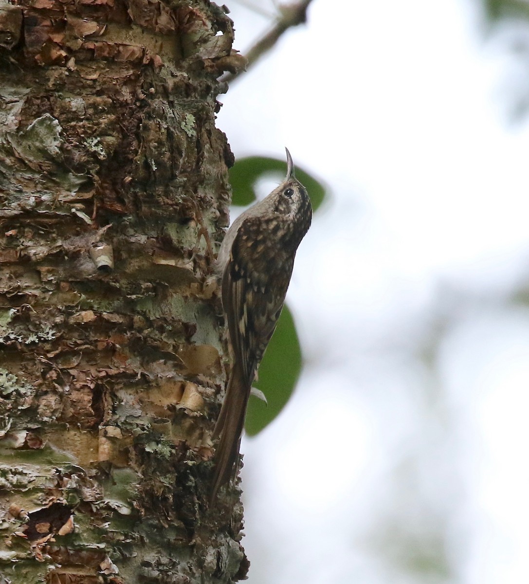 Hume's Treecreeper - ML620414270