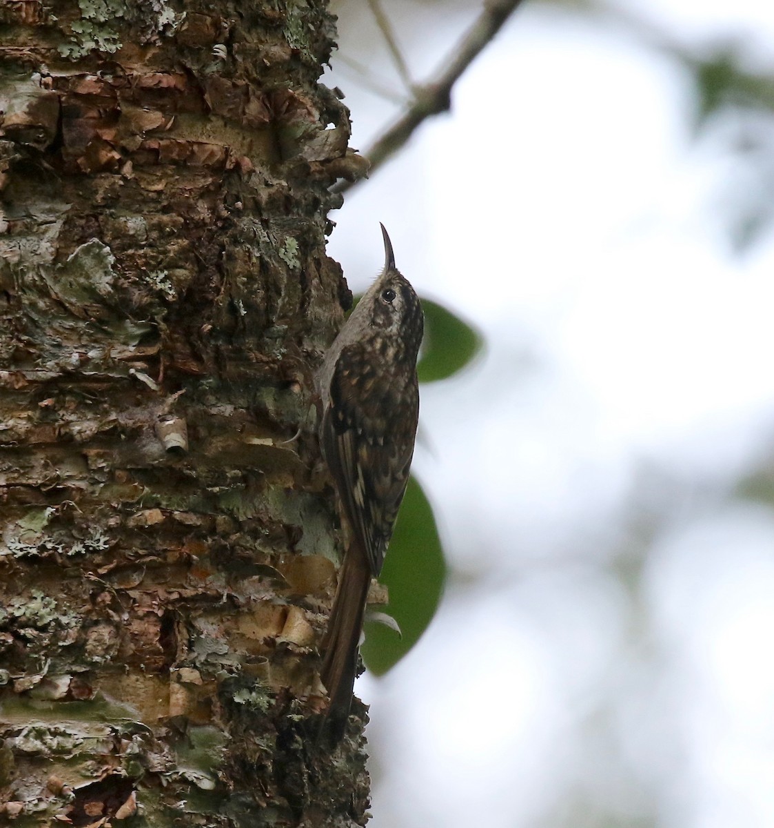 Hume's Treecreeper - ML620414271