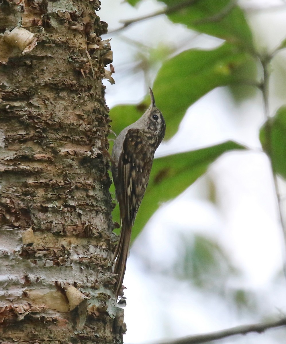 Hume's Treecreeper - ML620414272