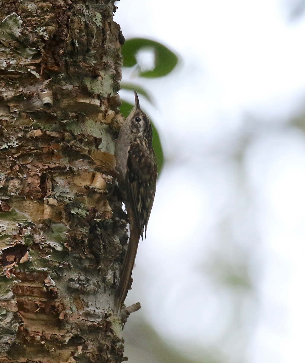 Hume's Treecreeper - ML620414273