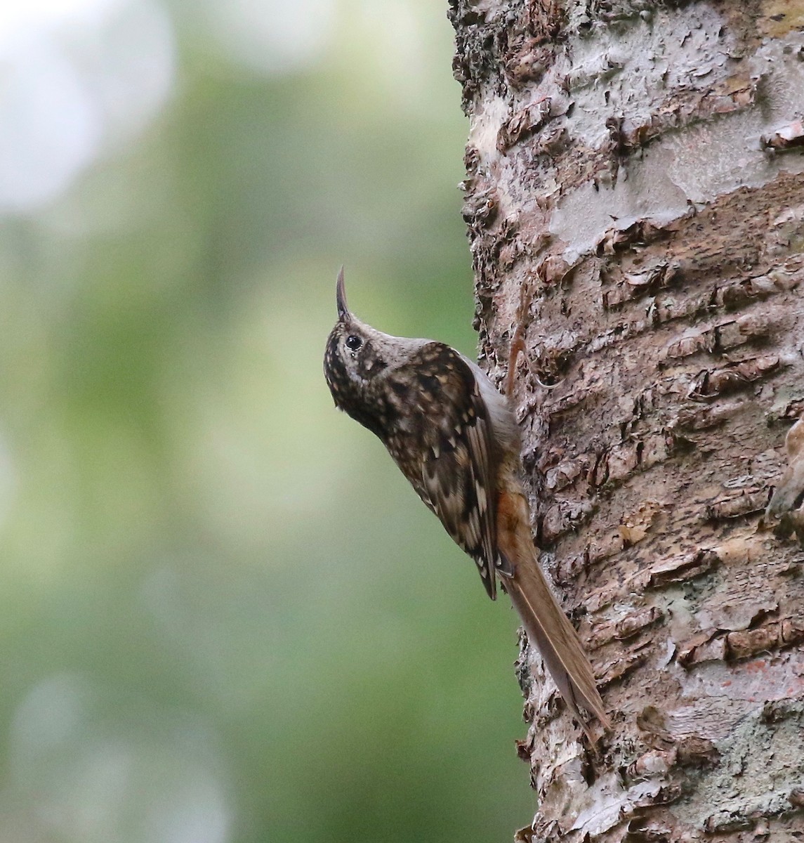 Hume's Treecreeper - ML620414275