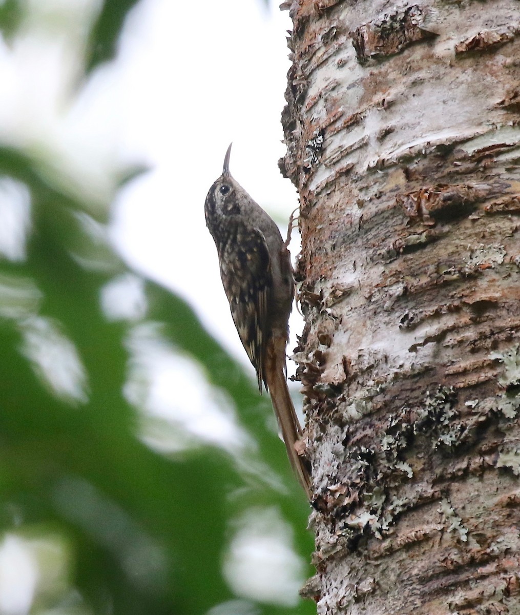 Hume's Treecreeper - ML620414276