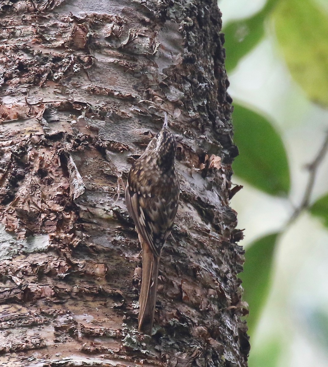 Hume's Treecreeper - ML620414277