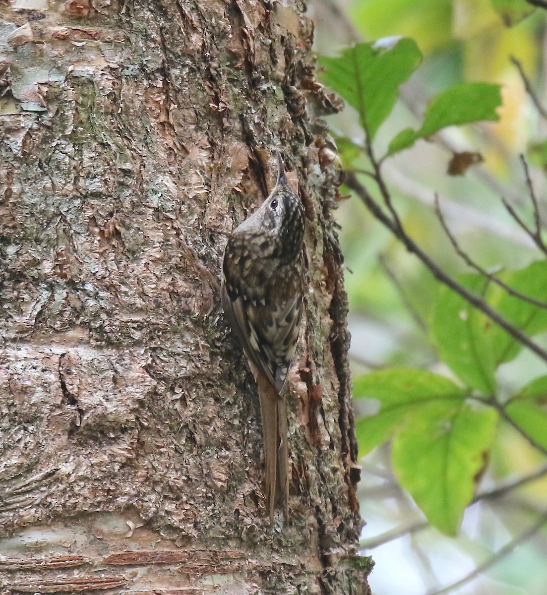 Hume's Treecreeper - ML620414278