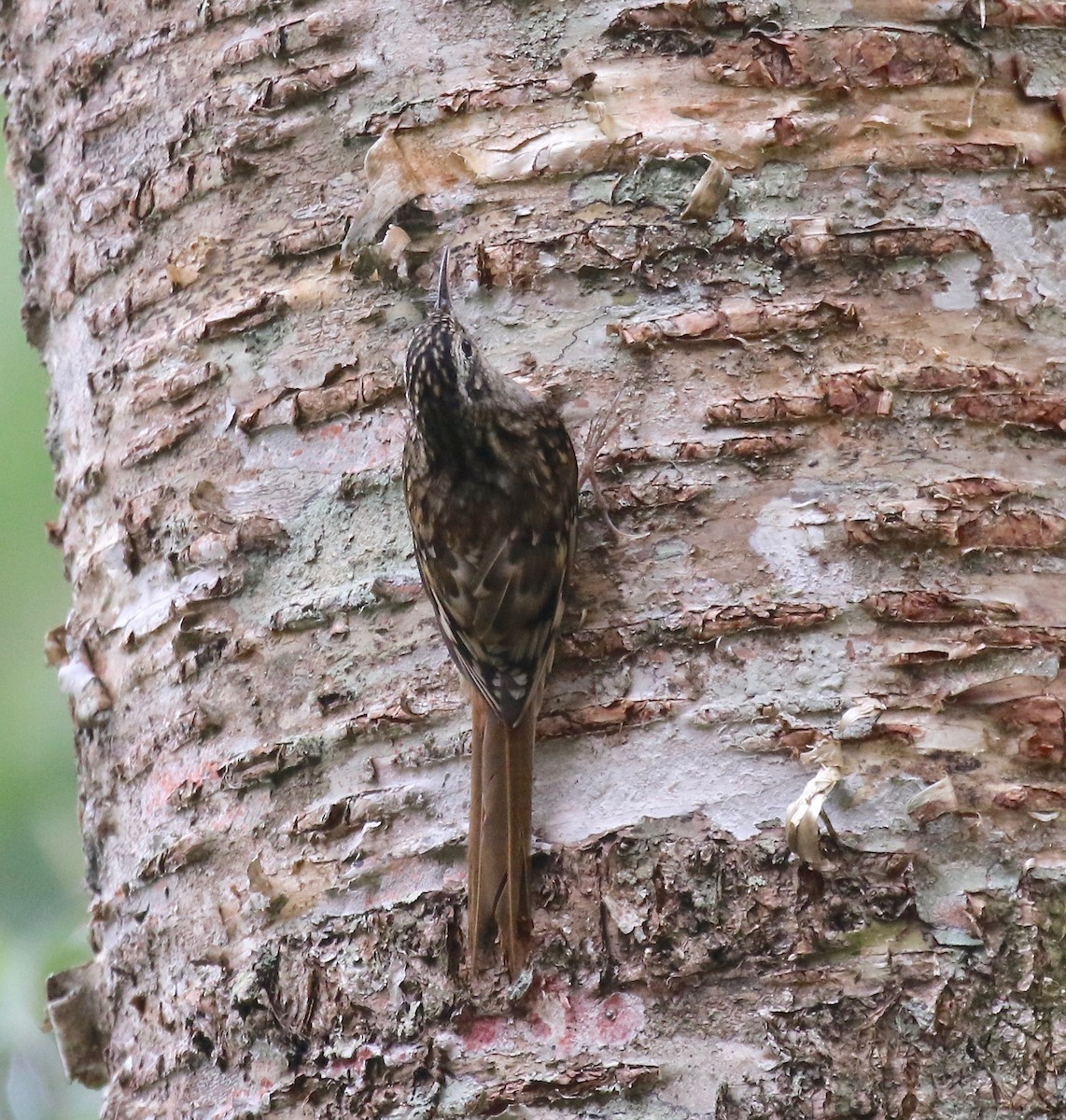 Hume's Treecreeper - ML620414279