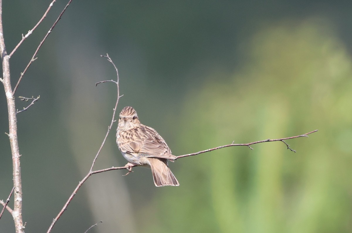 Wood Lark - ML620414281