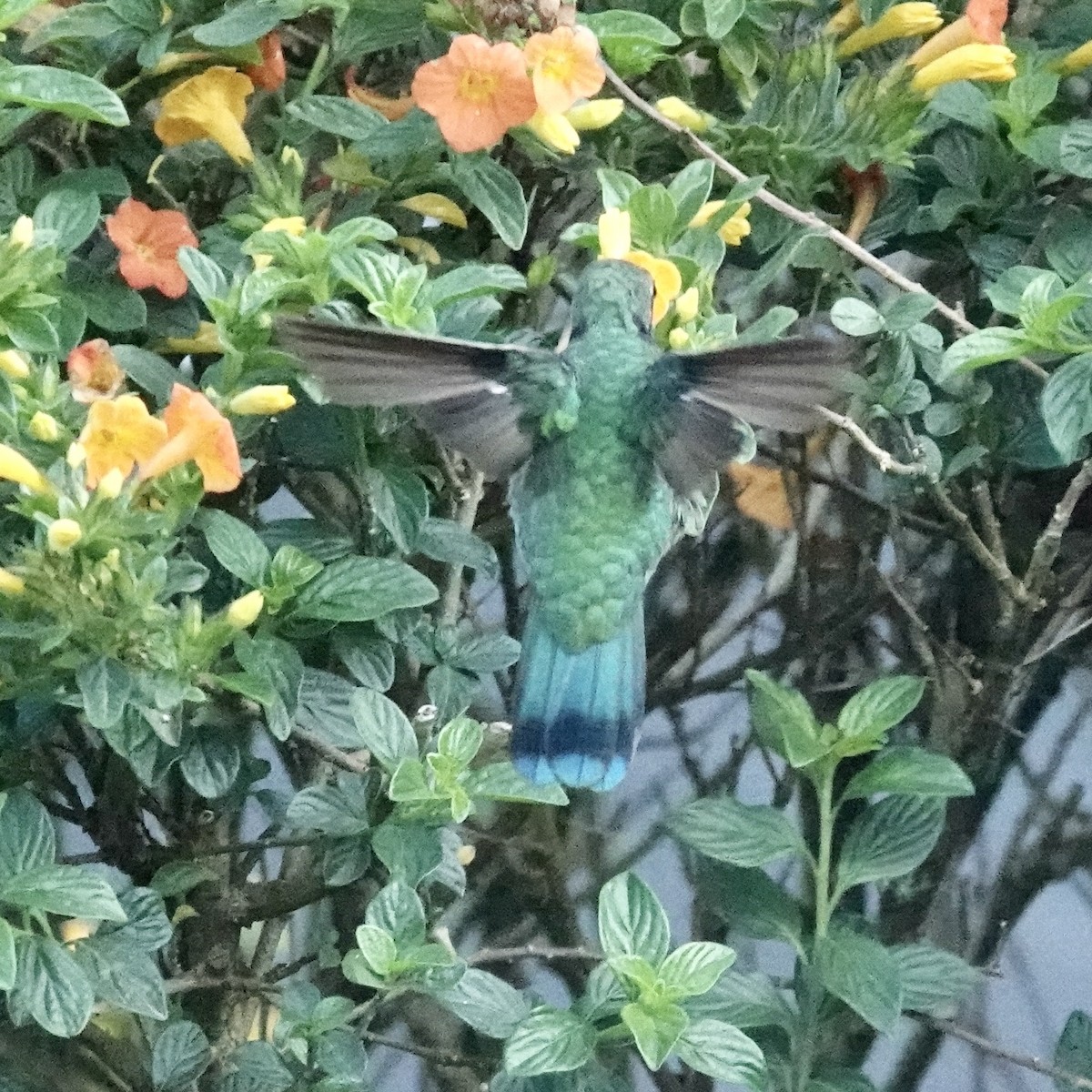 kolibřík modrouchý (ssp. cabanidis) - ML620414285