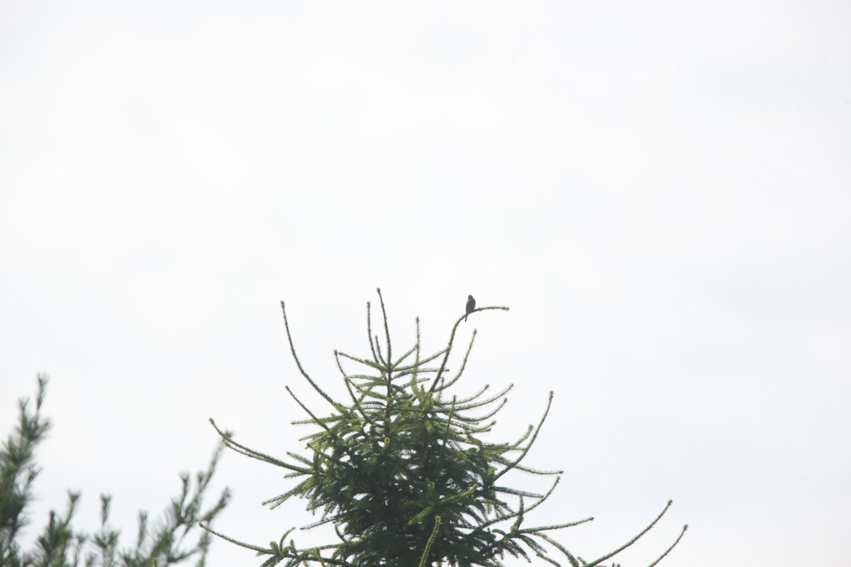 Willow Flycatcher - ML620414298