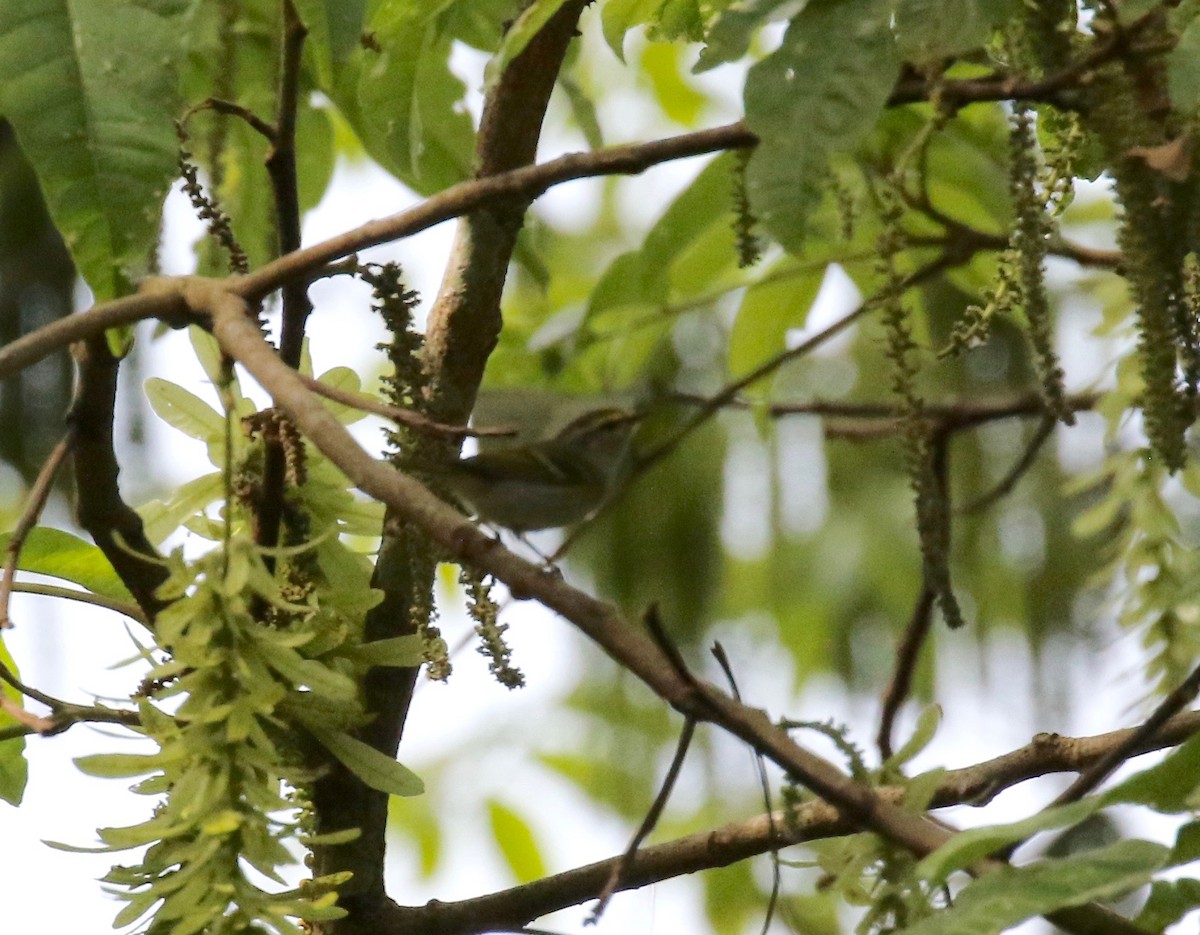 Hume's Warbler - ML620414306