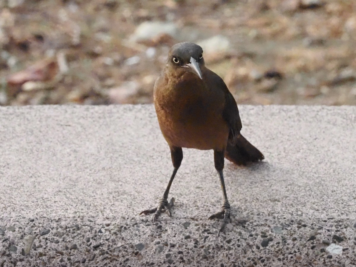 Great-tailed Grackle - ML620414308