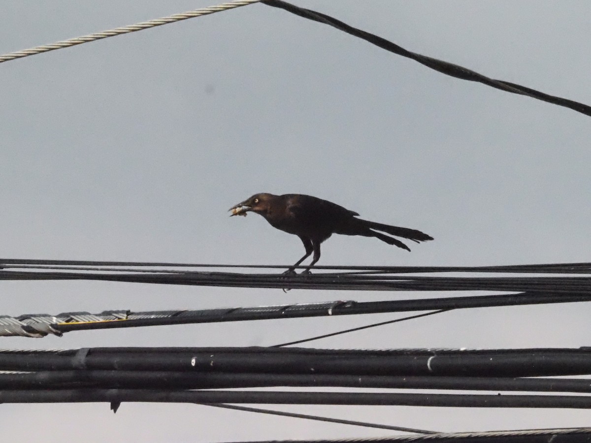 Great-tailed Grackle - ML620414310