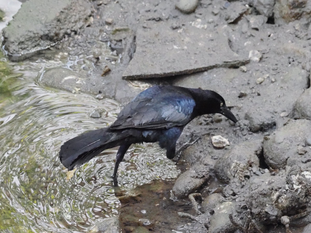 Great-tailed Grackle - ML620414311