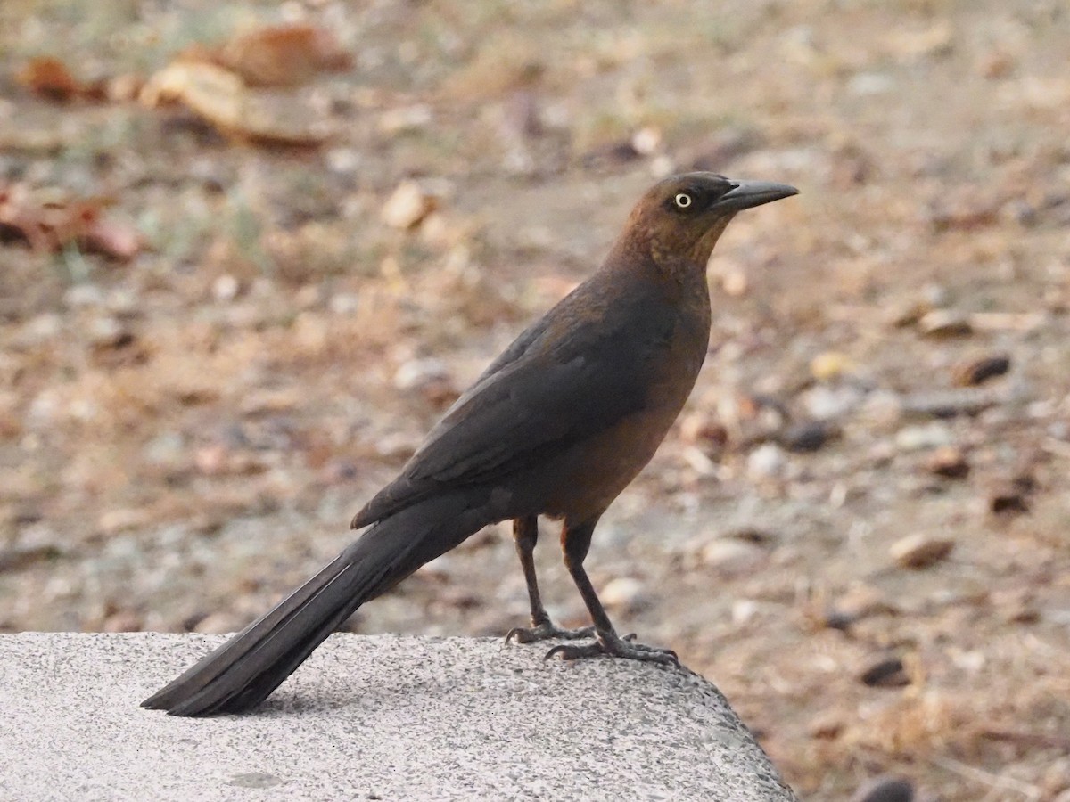 Great-tailed Grackle - ML620414312