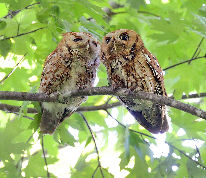 Eastern Screech-Owl - ML620414317