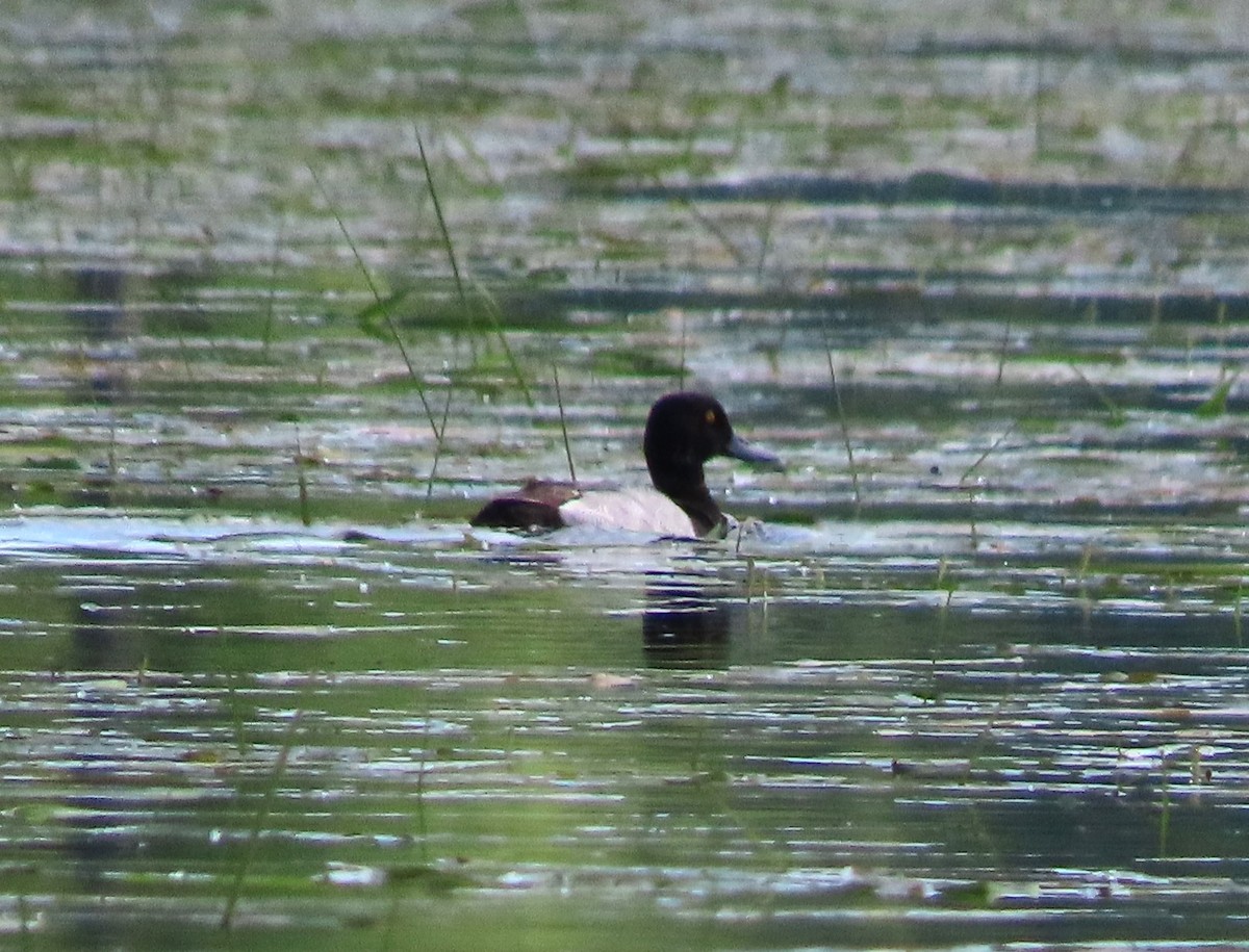 Lesser Scaup - ML620414318