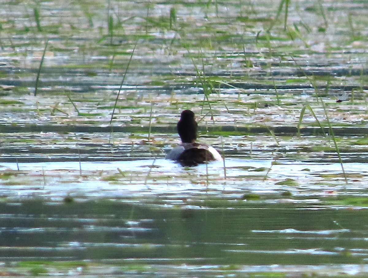 Lesser Scaup - ML620414323