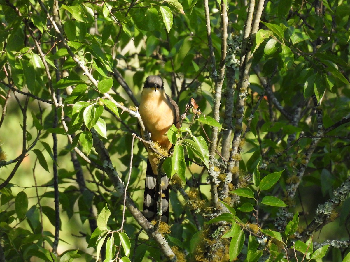 Mangrovekuckuck - ML620414329