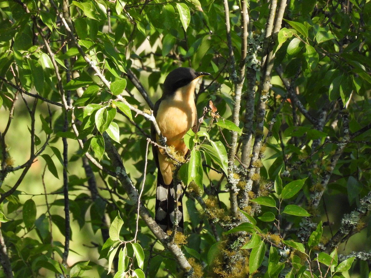 Mangrove Cuckoo - ML620414330
