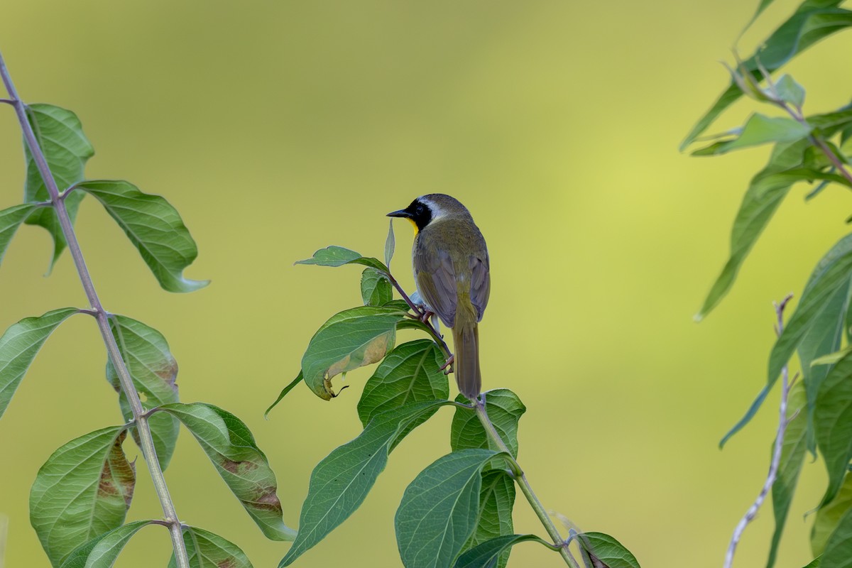 Common Yellowthroat - ML620414336