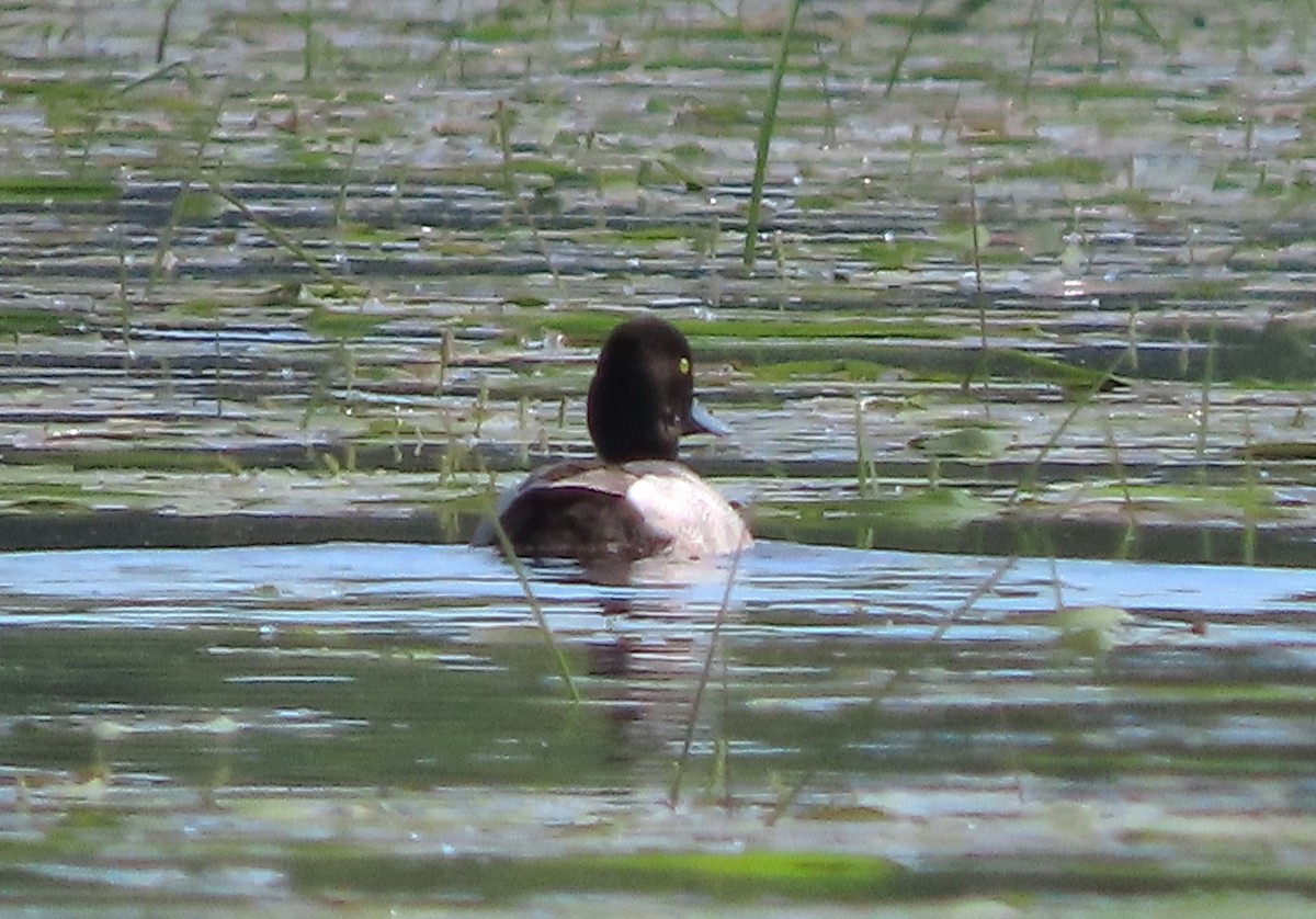 Lesser Scaup - ML620414337