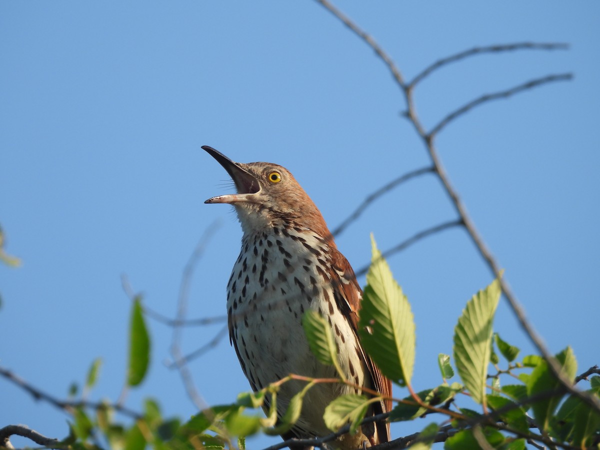 Brown Thrasher - ML620414344