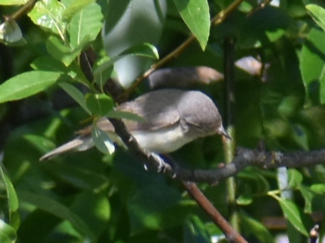 Warbling Vireo - ML620414345