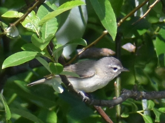 Warbling Vireo - ML620414346