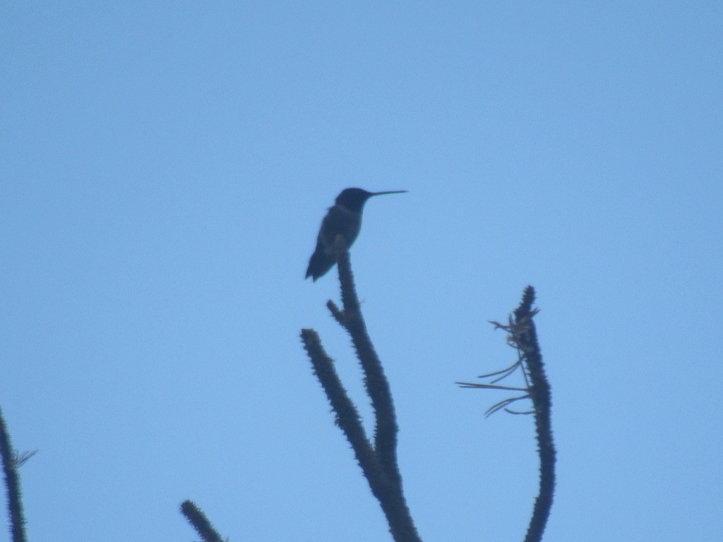 Trochilidae sp. - ML620414347