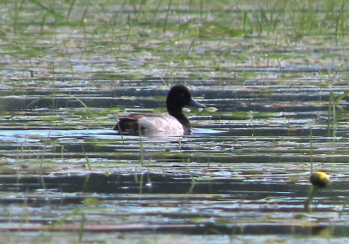 Lesser Scaup - ML620414352