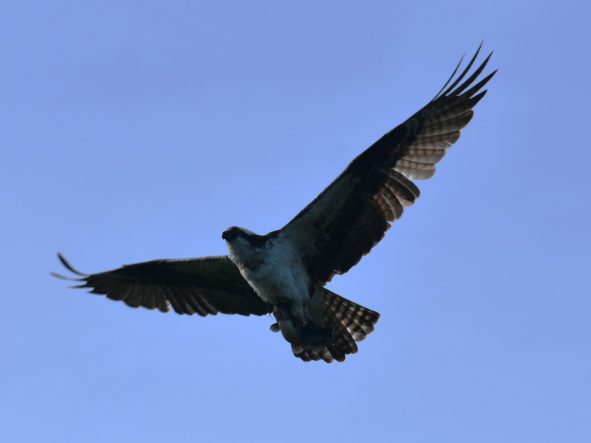 Águila Pescadora - ML620414354