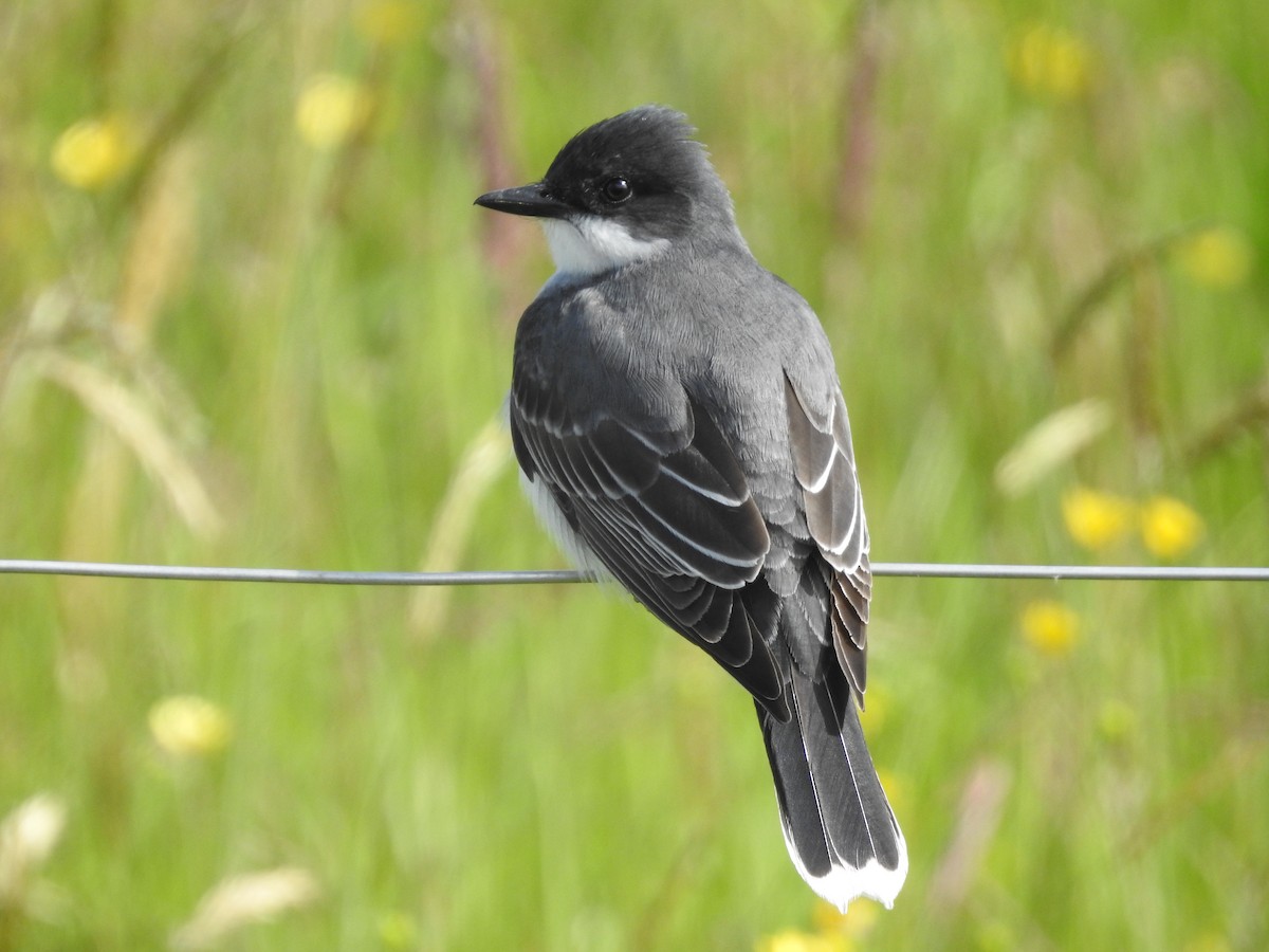 Eastern Kingbird - ML620414355