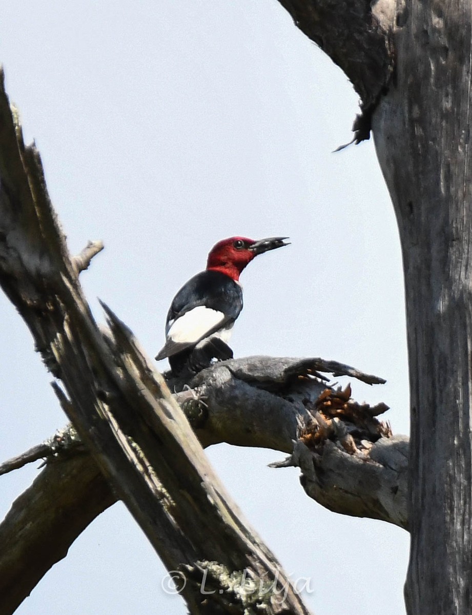 Red-headed Woodpecker - ML620414368