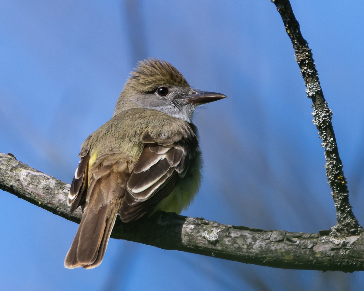 Great Crested Flycatcher - ML620414369