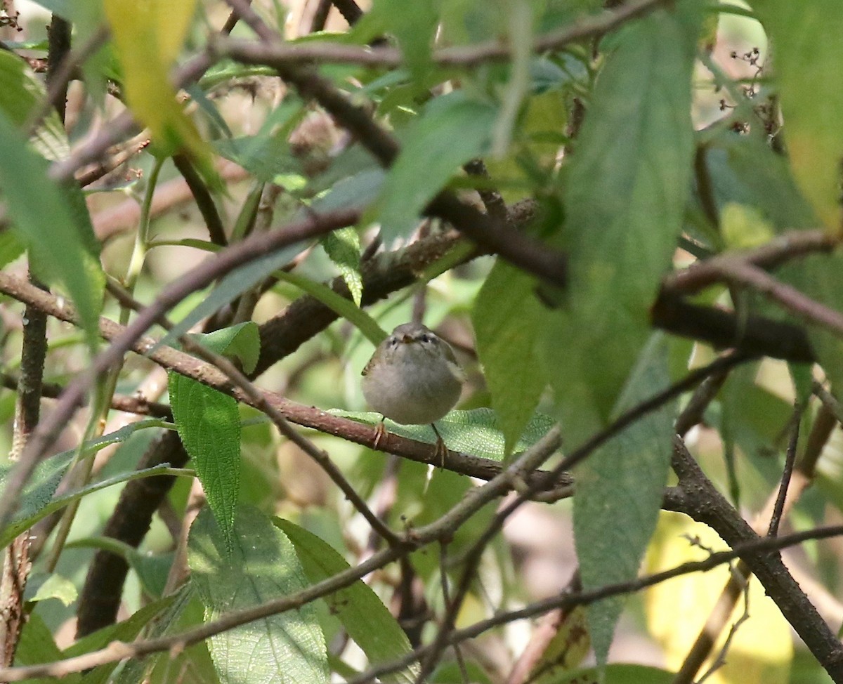 Hume's Warbler - ML620414371