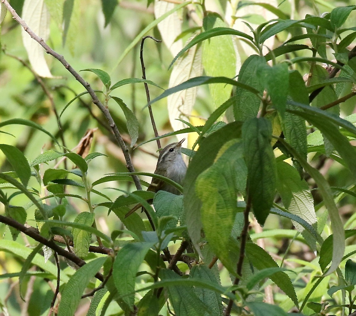 Hume's Warbler - ML620414372