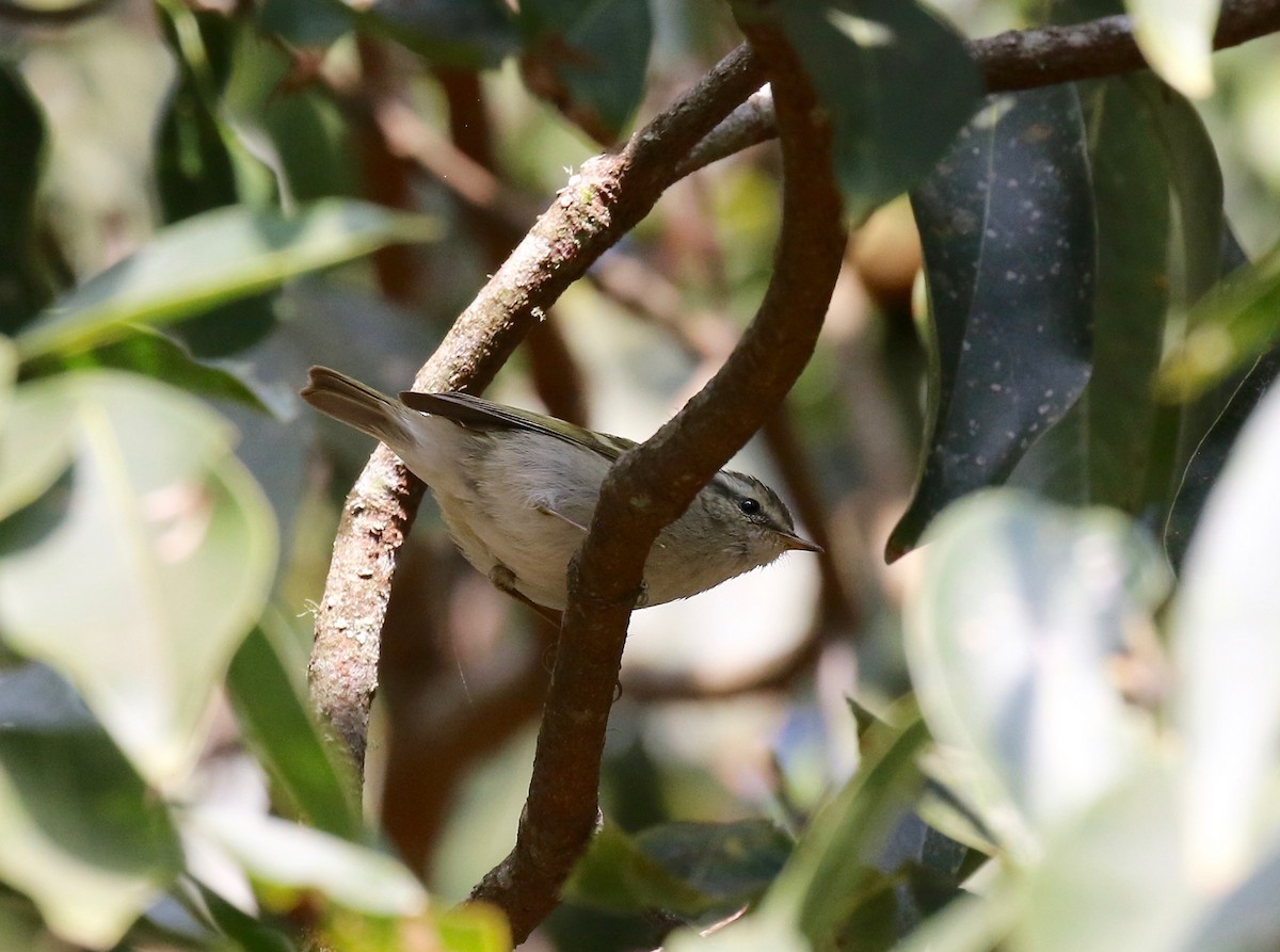 Mosquitero de Hume - ML620414373