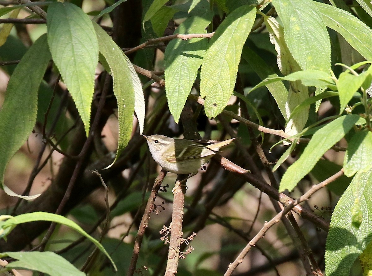 淡眉柳鶯 - ML620414374