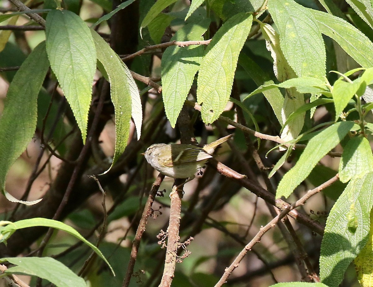 Hume's Warbler - ML620414375