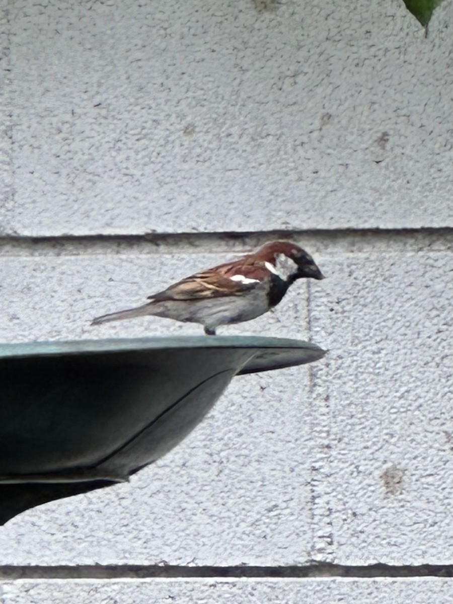House Sparrow - ML620414381