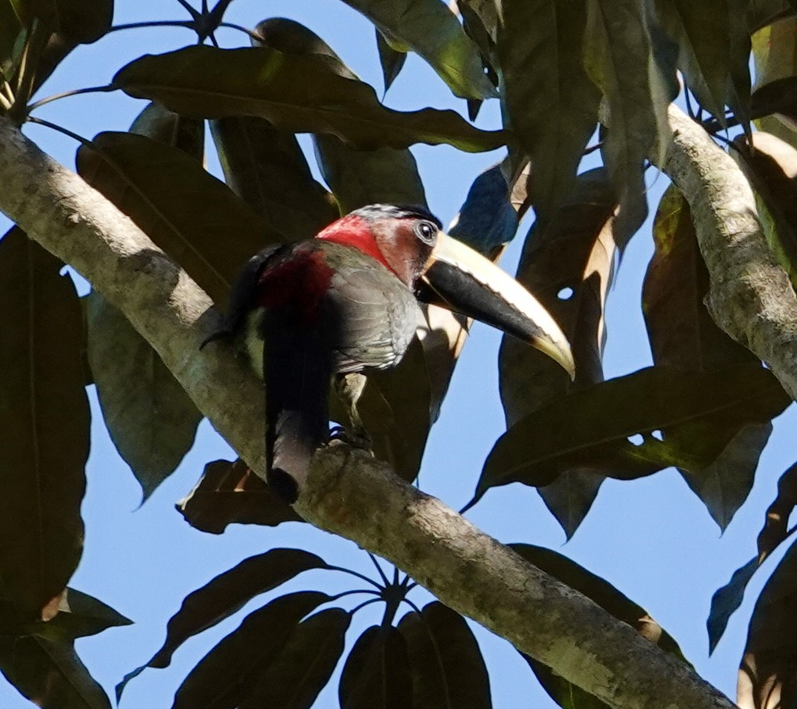 Red-necked Aracari - ML620414385