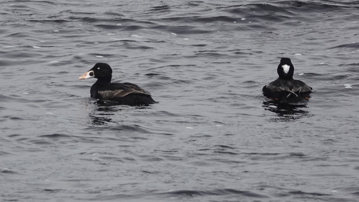 Surf Scoter - ML620414386