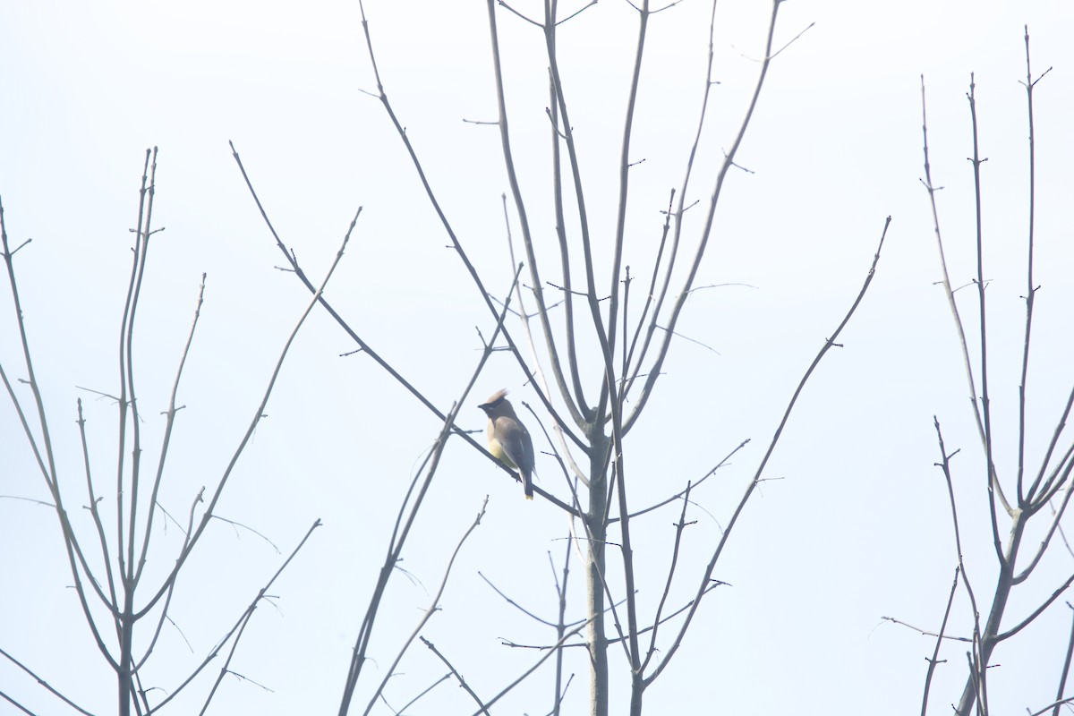 Cedar Waxwing - ML620414391