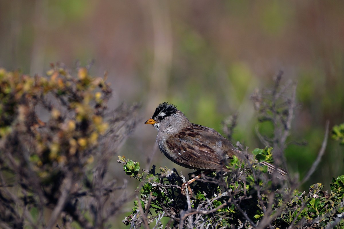 White-crowned Sparrow - Matt Mahlke