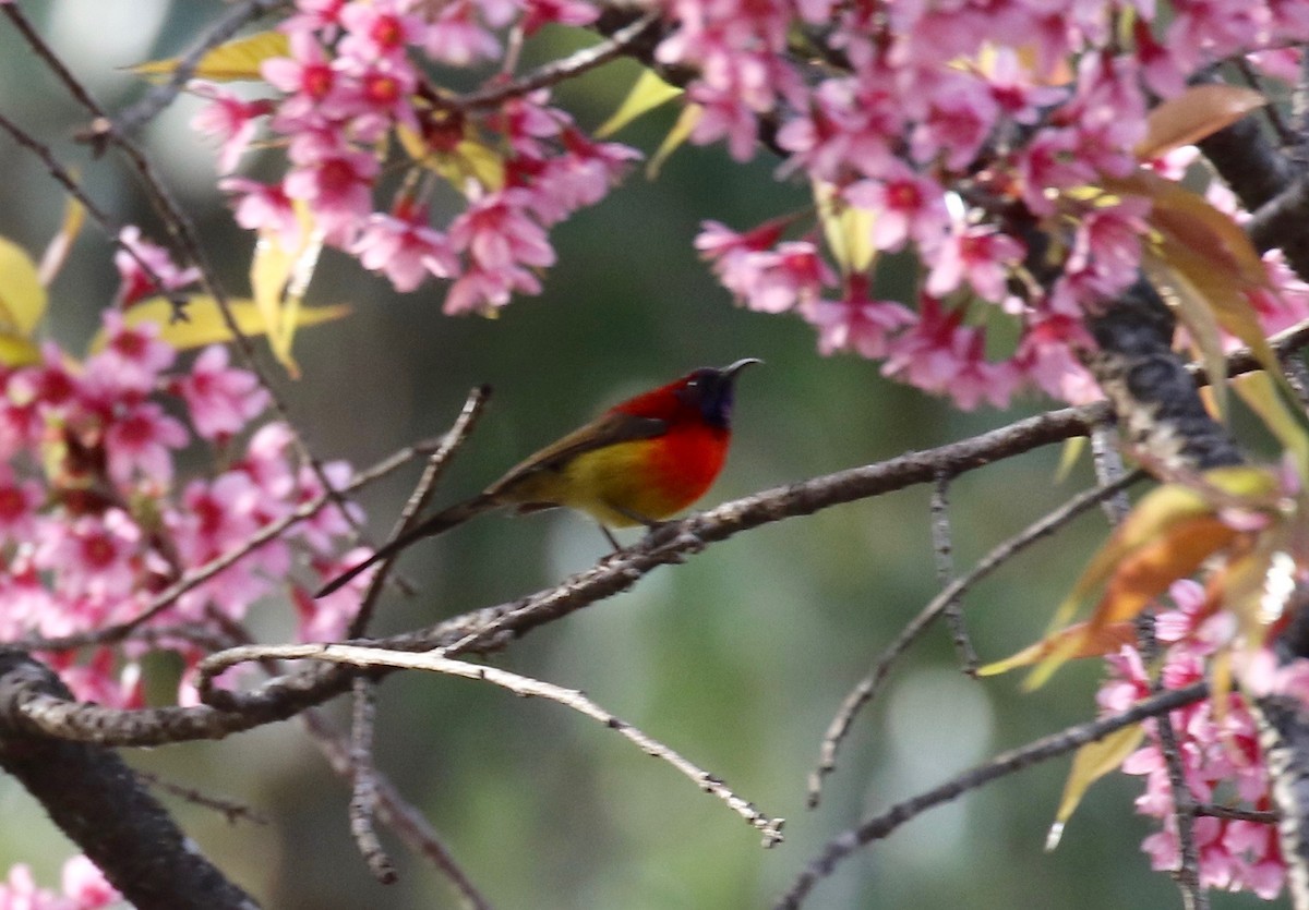 Mrs. Gould's Sunbird - ML620414396