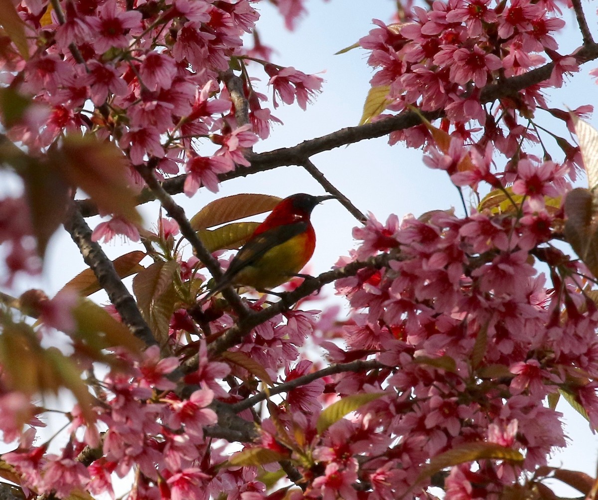 Mrs. Gould's Sunbird - ML620414397