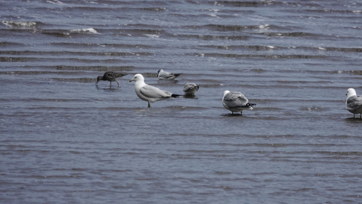 Bonaparte's Gull - Barry Day