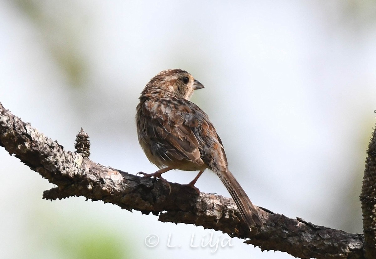 Bachman's Sparrow - ML620414402